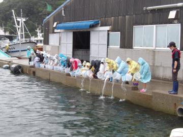 漁港の岸壁から子どもたちがヒラメの稚魚を放流する様子