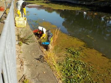 河川清掃の画像その2