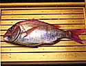 家島地域の魚タイ