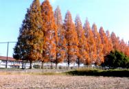 景観遺産の写真　秋