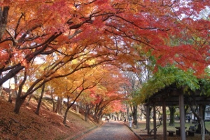 姫山公園の写真