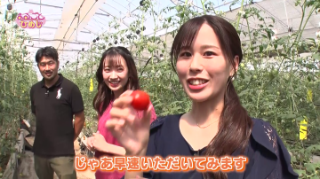 出演者2人がトマト農園でトマトを収穫して食べようとする番組映像