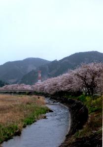 林田川の桜の写真