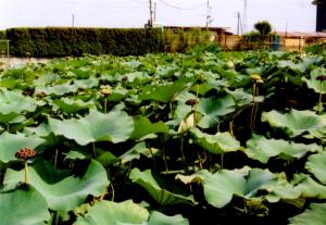 大津、網干の蓮池の写真