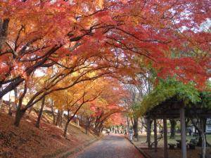 姫山原生林の並木道の写真