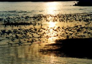 網干浜の群翔の写真