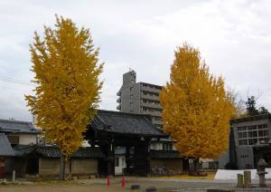 船場本徳寺の表門とイチョウの写真