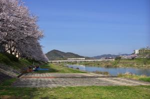 夢前川の桜並木と姫新線の写真