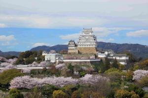 イーグレ屋上から見た姫路城と桜の写真