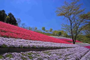 ヤマサ蒲鉾の芝桜の写真