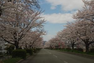 市川沿いの桜並木の写真
