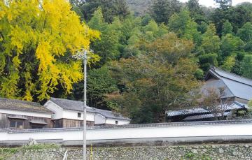 夢前町新庄佐野邸蔵群と大いちょうの写真