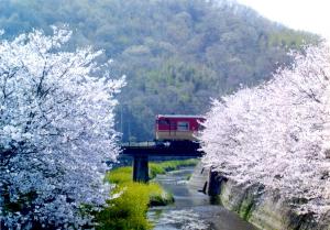 太市の桜の写真