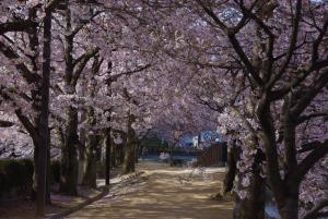 千姫の小径の桜の写真