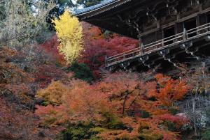 書写山円教寺摩尼殿と紅葉の写真