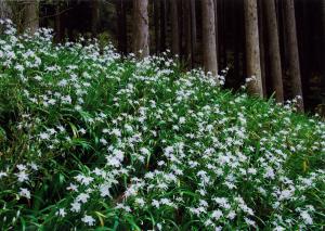 シャガの花の写真