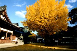 松原八幡神社の大銀杏の写真