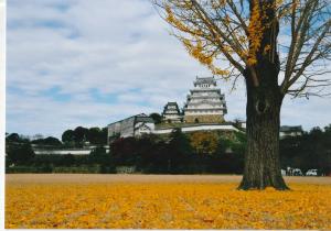 三ノ丸広場から見る秋の大銀杏と姫路城の写真