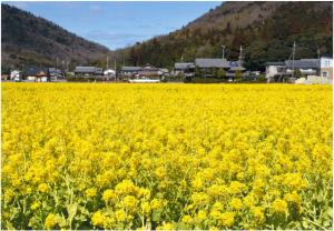 玉田の農道から見た菜の花畑の写真