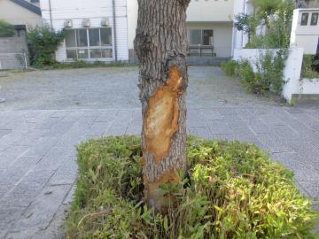 損傷した街路樹の写真