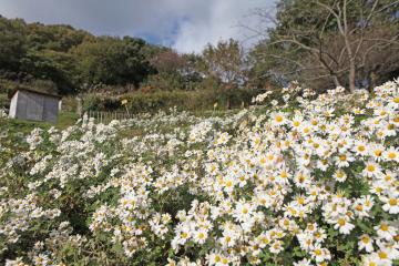 日笠山ののじぎく保存活動の写真