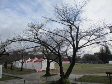 姫路城の桜の基準木