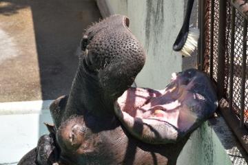 キボコの写真