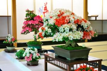 過去のさつき展での展示の様子