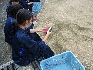 芋の洗浄