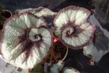 主な展示植物（レックスエスカルゴ）