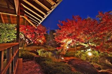 過去の好古園内でライトアップされた紅葉の画像1枚目