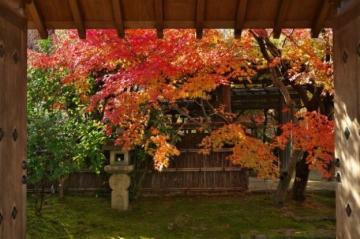 過去の好古園内でライトアップされた紅葉の画像2枚目