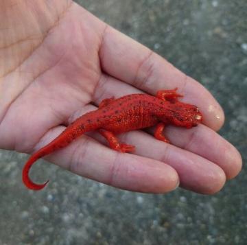 全身が赤いアカハライモリの写真