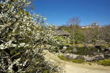 園内の梅が咲いた様子