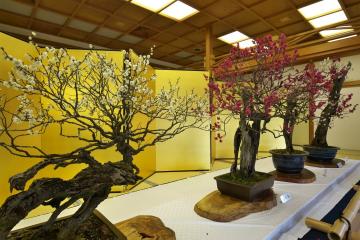過去の梅花展で展示した梅の盆栽の様子