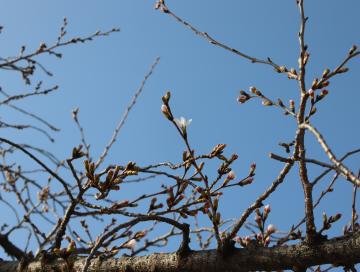 桜の開花