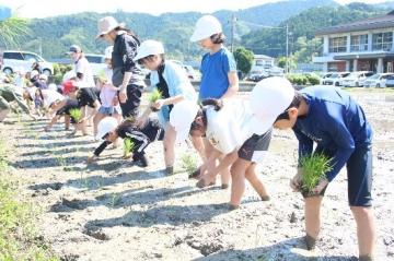 白い帽子をかぶった子供たちが列になり、手で苗を植えている様子