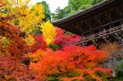 紅葉と摩尼殿の写真